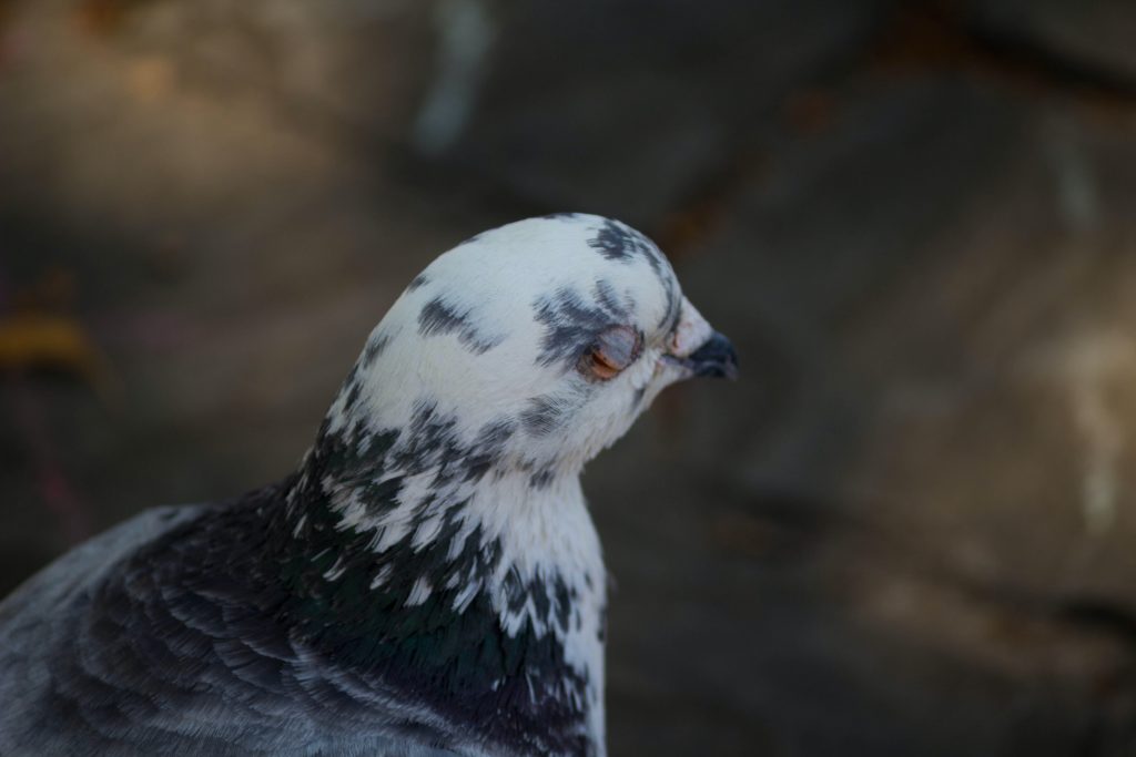 Avian chlamydiosis in pigeons