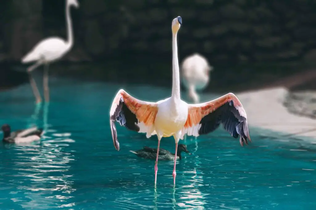 Do Birds Sunbathe