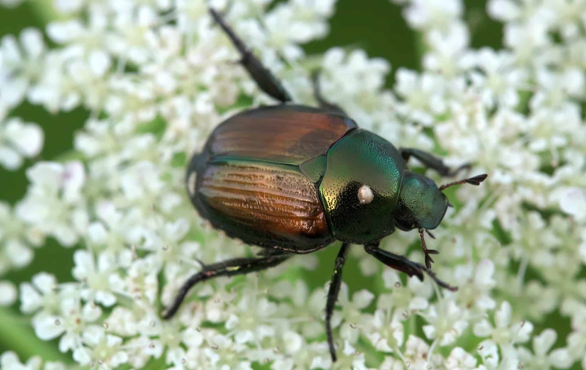 Do birds eat Japanese beetles