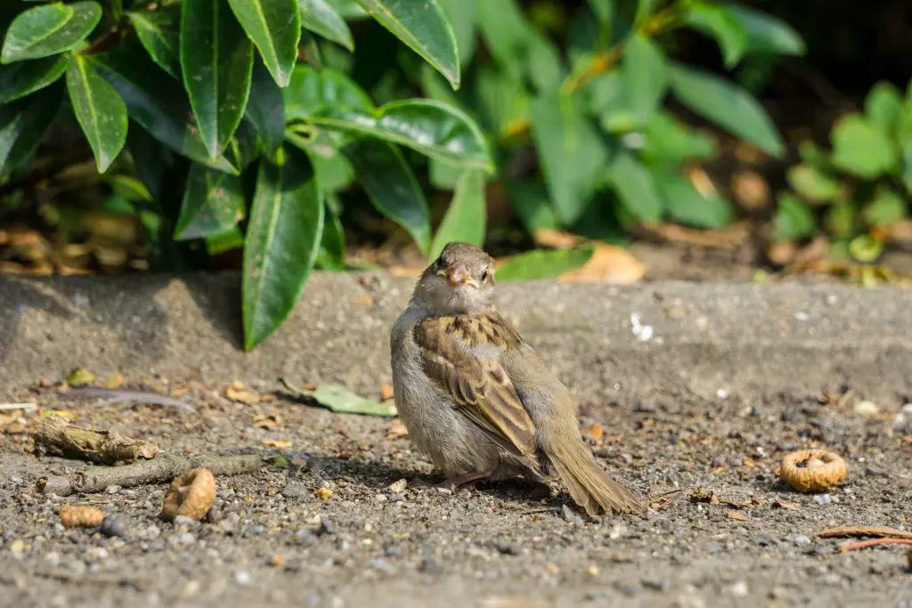 Does Bird Flu Kill Humans? Is Bird Flu Contagious And Deadly! Will
