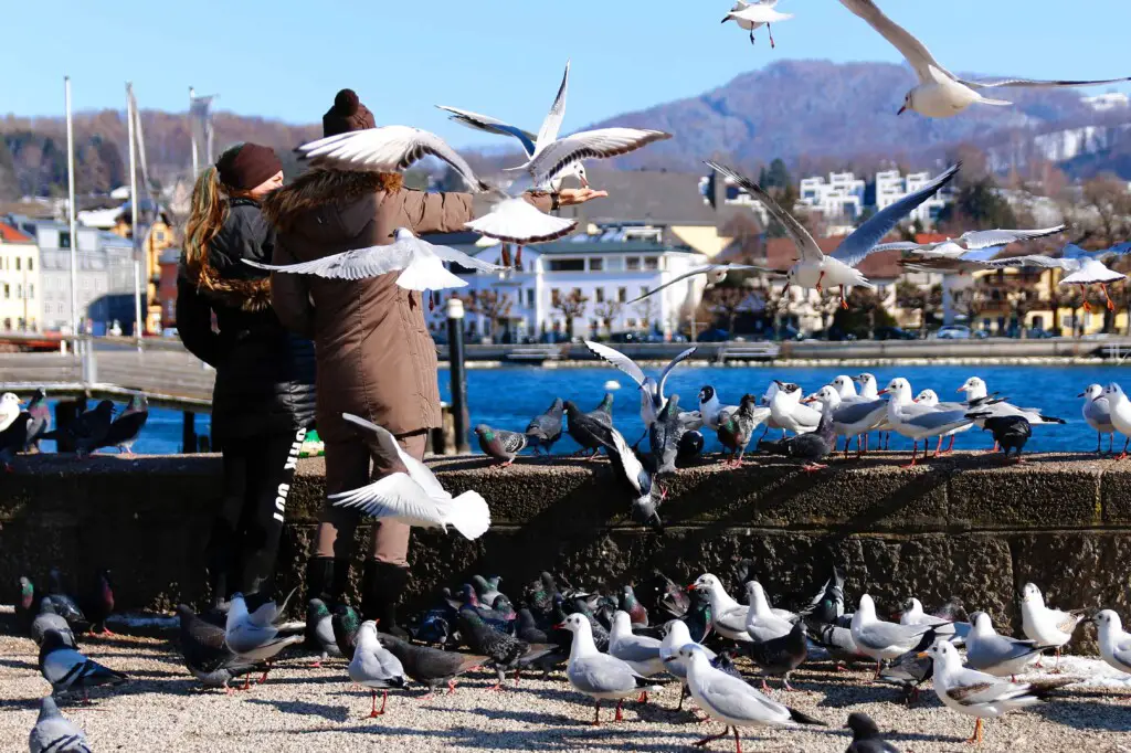 Feral pigeons