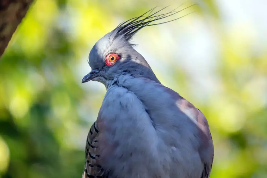 Pigeon Eye Diseases Treatment, Symptoms and Causes | Best Medicine for Pigeon Eye Infection