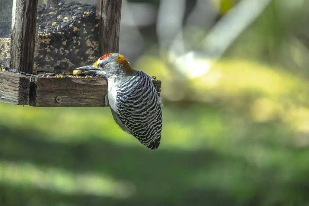 How Do Birds Find Bird Feeders? Will Birds Come To A Bird Feeder?