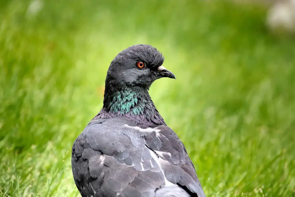 How To Cure Pigeon Neck Twisting | Pigeon Neck Twisting Treatment