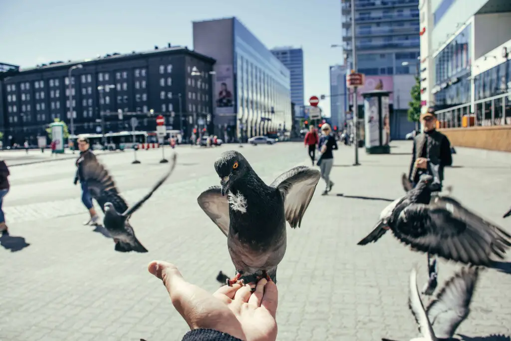 things to know before buying pigeons as pets