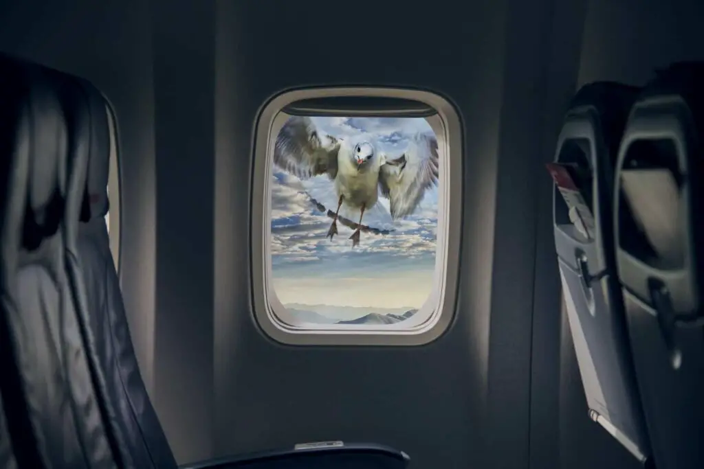 why do birds attack windows