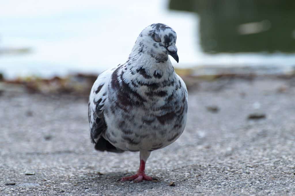  why do birds stand on one leg 