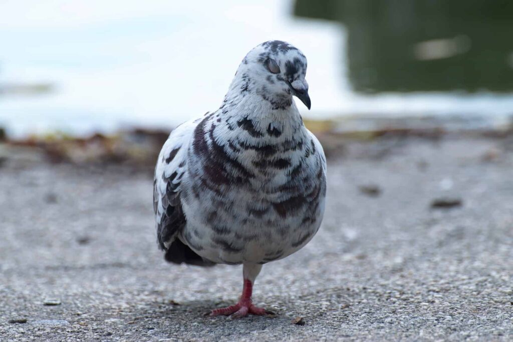 why do birds stand on one leg