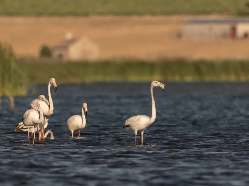 Can Flamingos Swim? | Why Do Flamingos Have Webbed Feet?