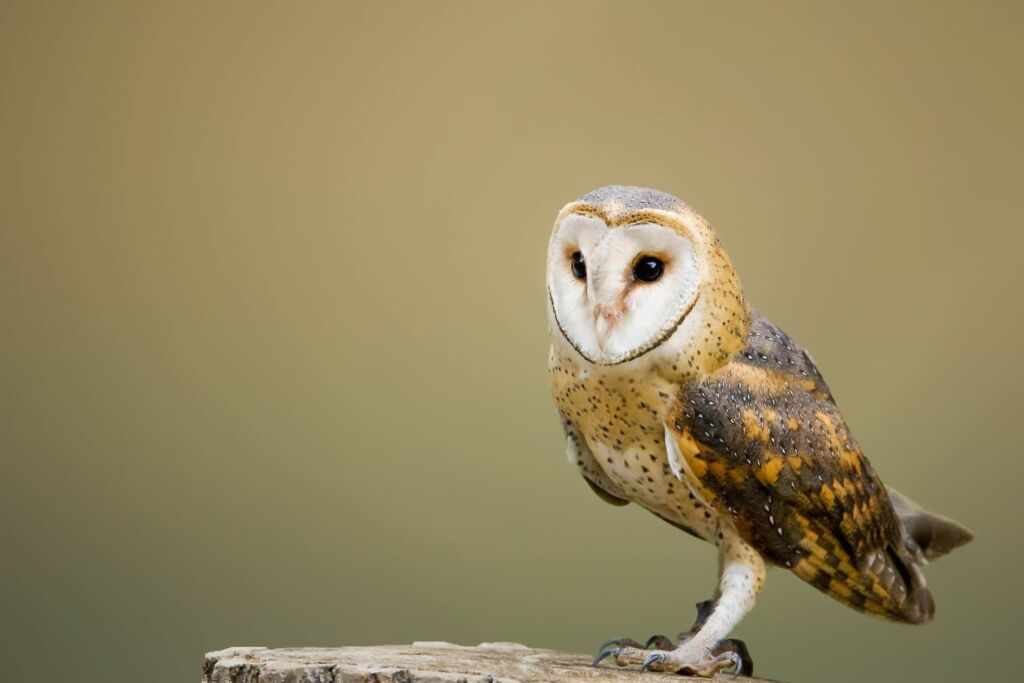 What birds sound like owls