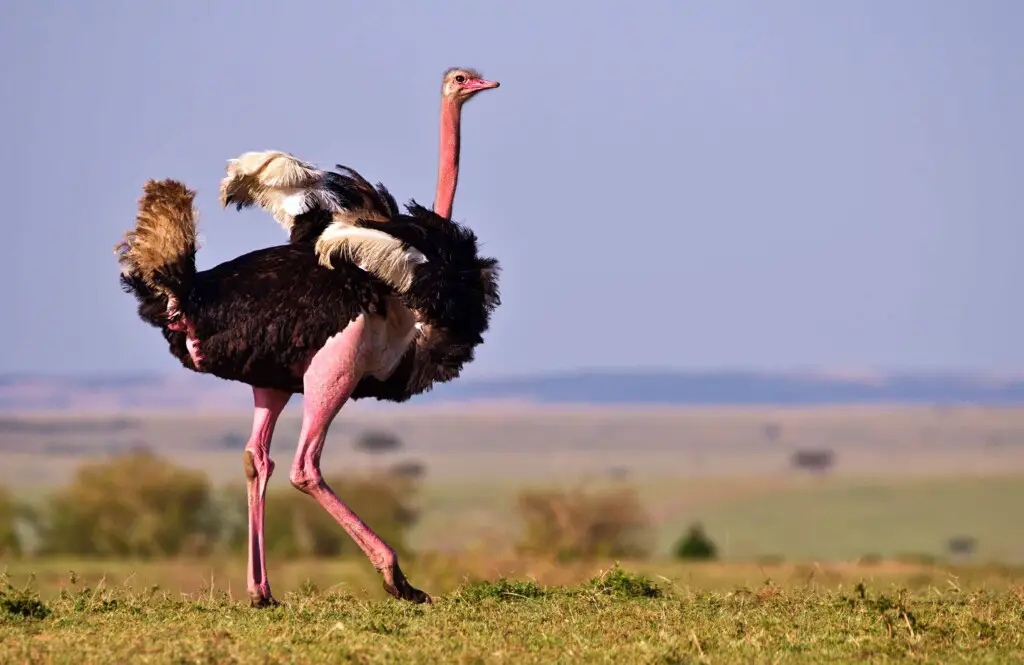 why do ostriches have wings