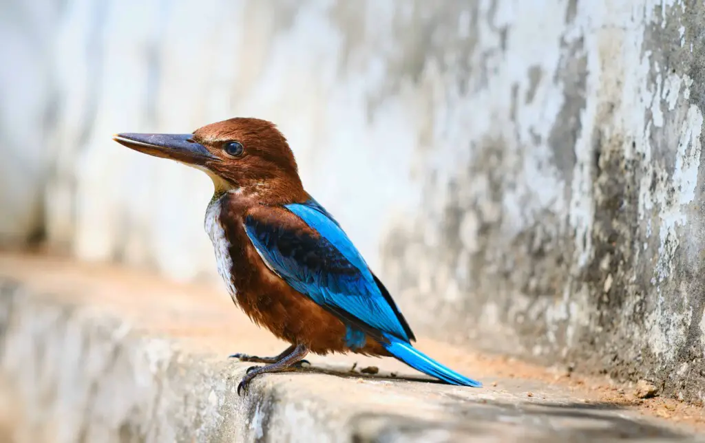 why would a bird die suddenly
