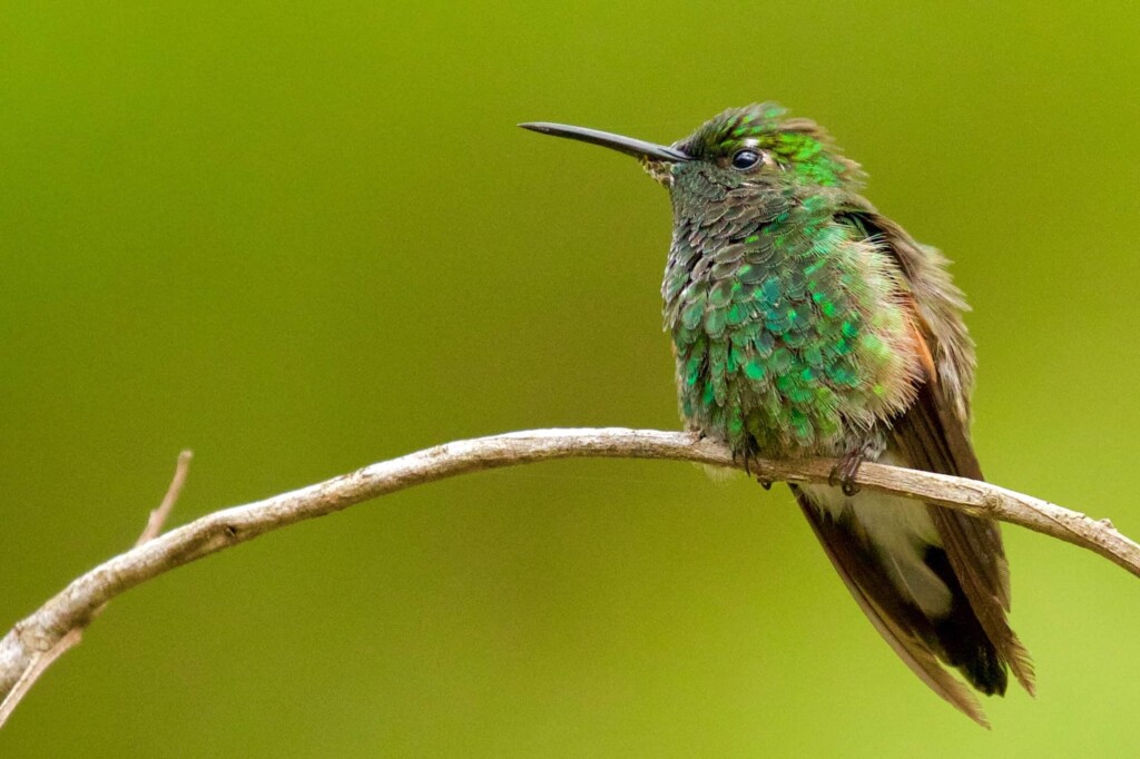 Do hummingbirds carry disease