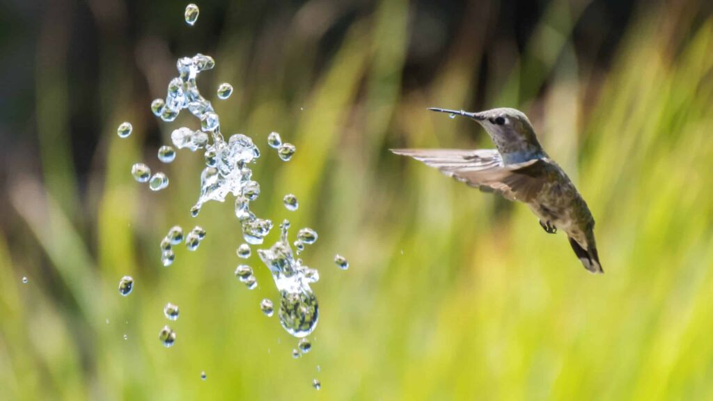 Do Hummingbirds Drink Water? | How Much And How Often?