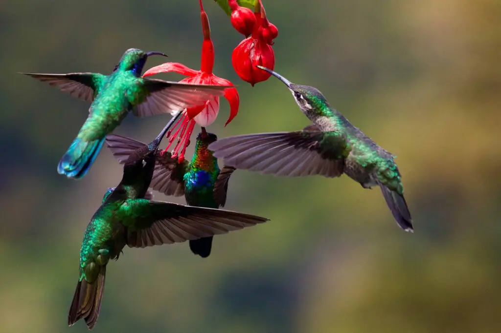Do hummingbirds fight and kill each other