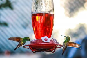 hummingbirds