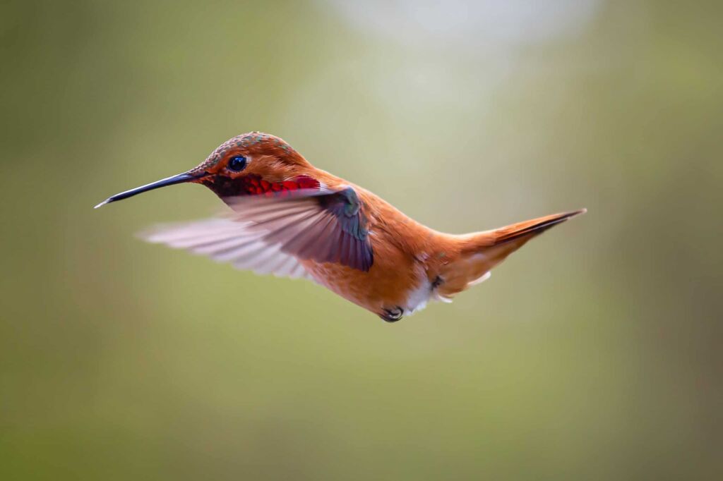 Do hummingbirds migrate