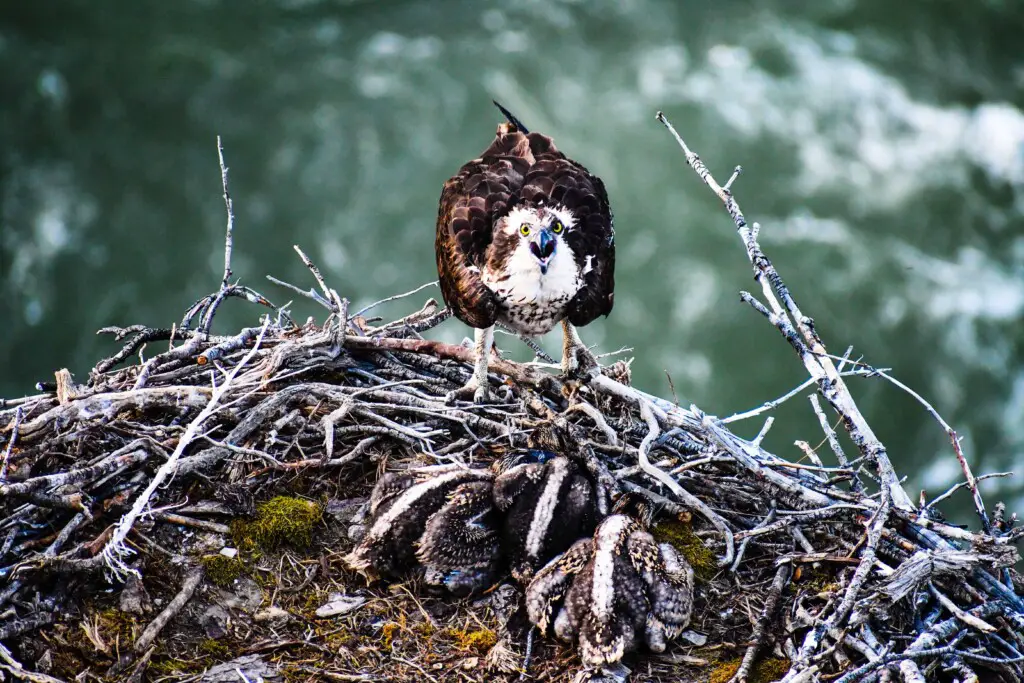 Do mother birds push babies out of nest