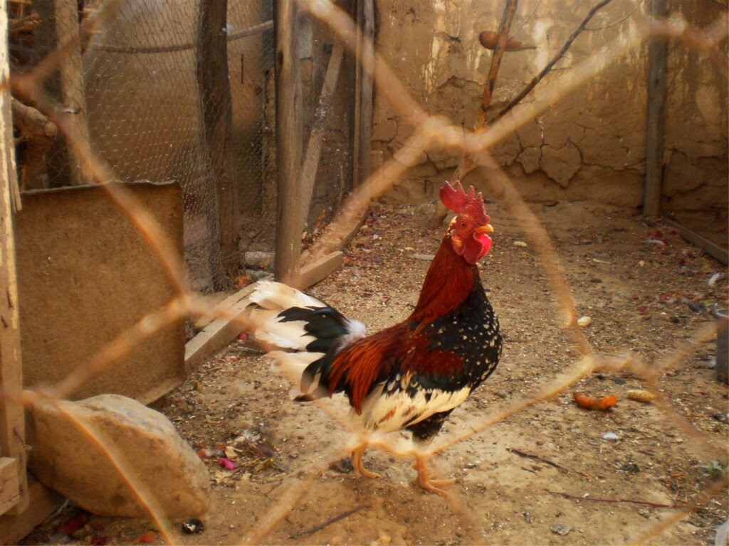 Do Roosters And Chickens Attack Humans?