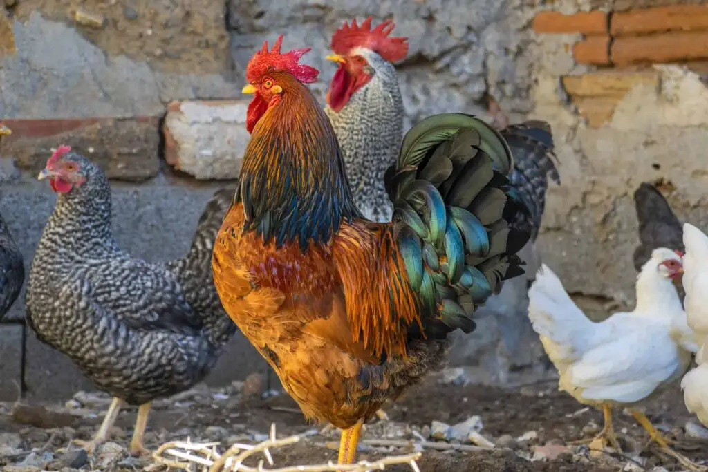 Do roosters and chickens get jealous