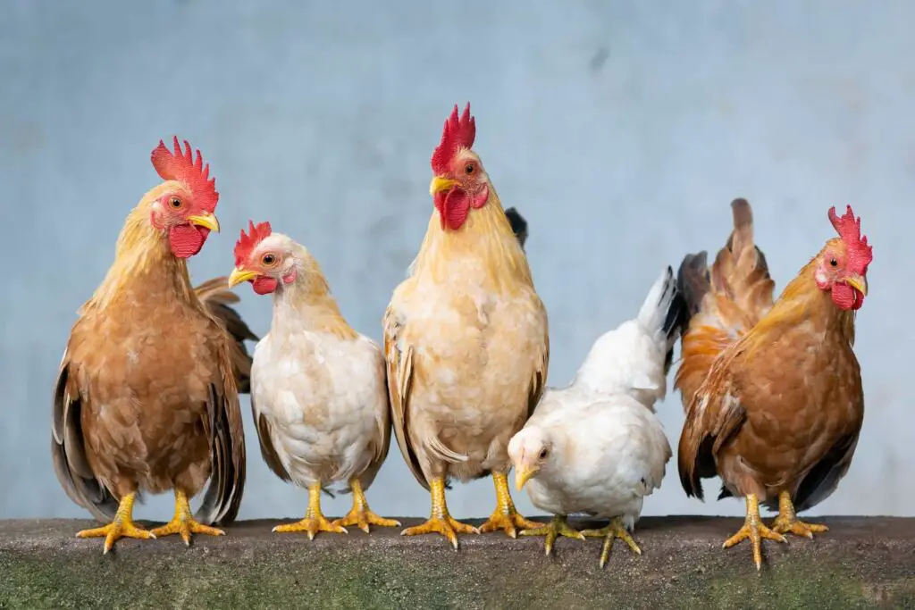 Do Roosters And Chickens Make Good Pets? Pros And Cons Of Having A Roosters And Chickens