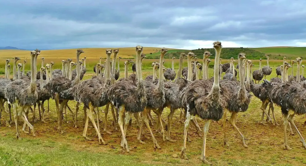 How do ostriches defend and protect themselves