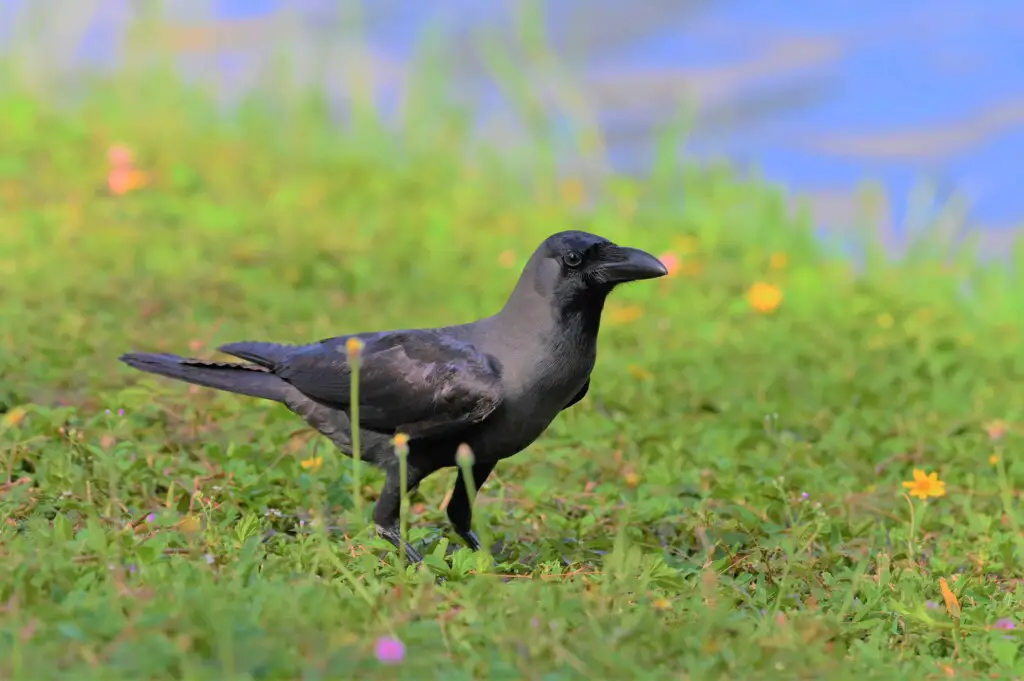 Is crow good to eat