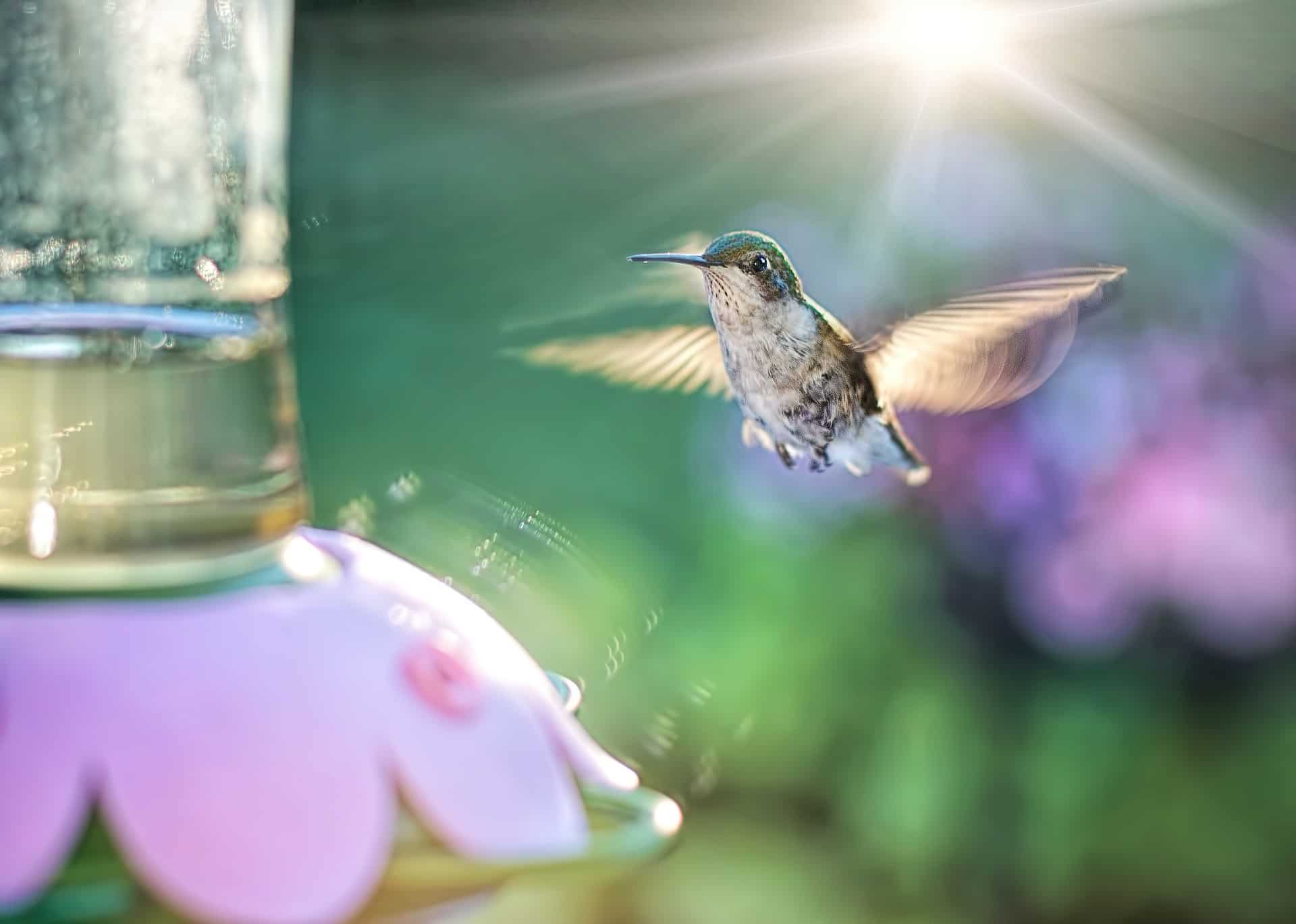 Do Hummingbirds Get Diabetes From Too Much Sugar Water?