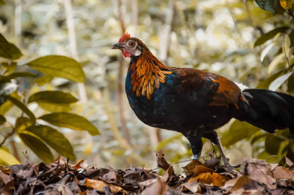 do roosters have balls and penis