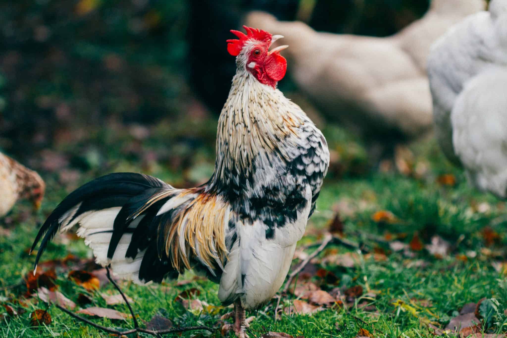Why Do Roosters Crow At Sunrise? ( Roosters Crowing Facts )