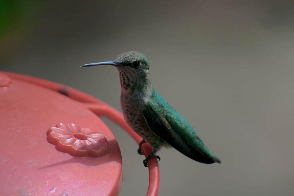 Can You Keep Hummingbirds As Pets? | Why Pet Hummingbird!