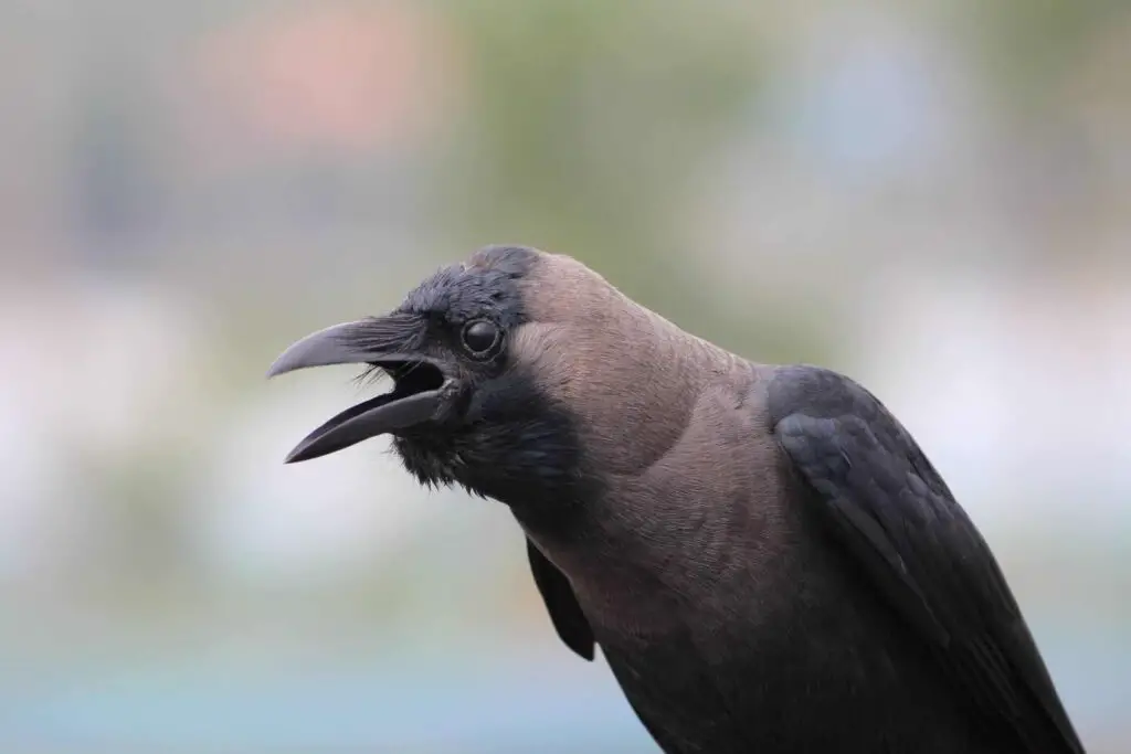 Do Crows Eat Other Birds | Do They Attack And Eat Smaller Birds?