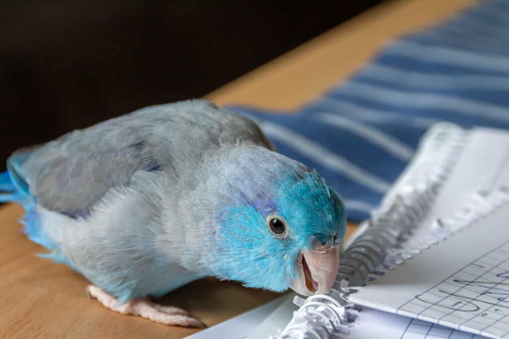 How to cope with the loss of my Pet bird