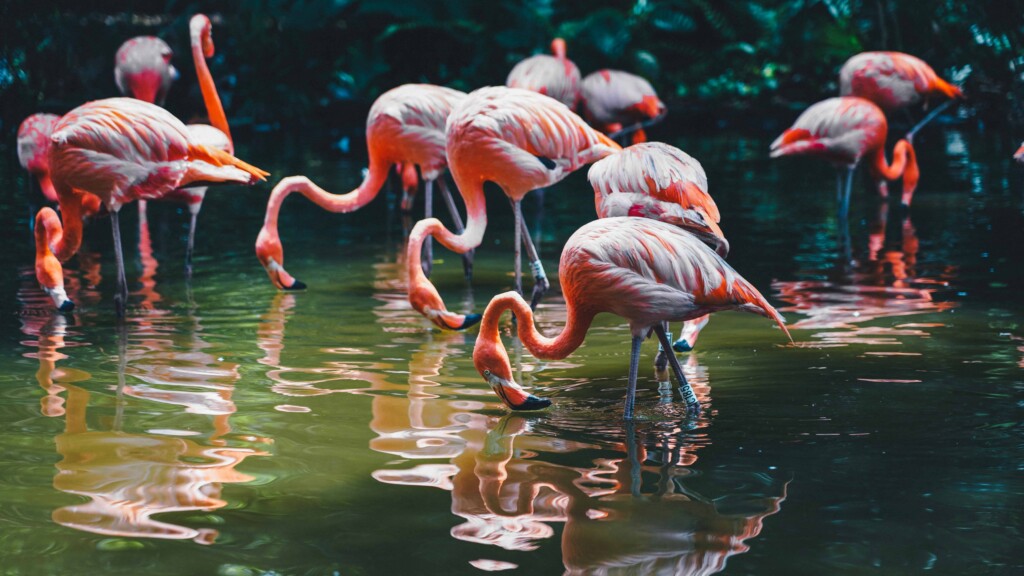 Why Don't Flamingos At Zoos Fly Away
