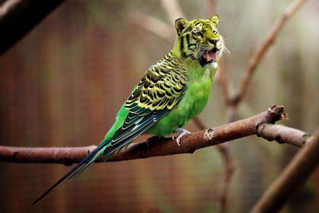 Are Budgies Loud? How Do I Get My Budgie To Be Quiet?