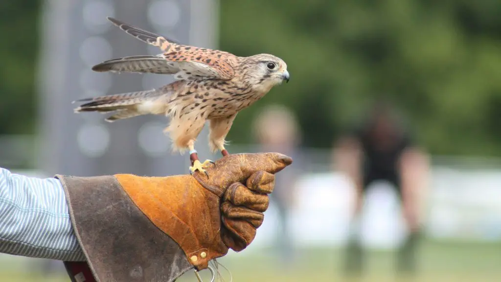 can you keep a falcon as a pet