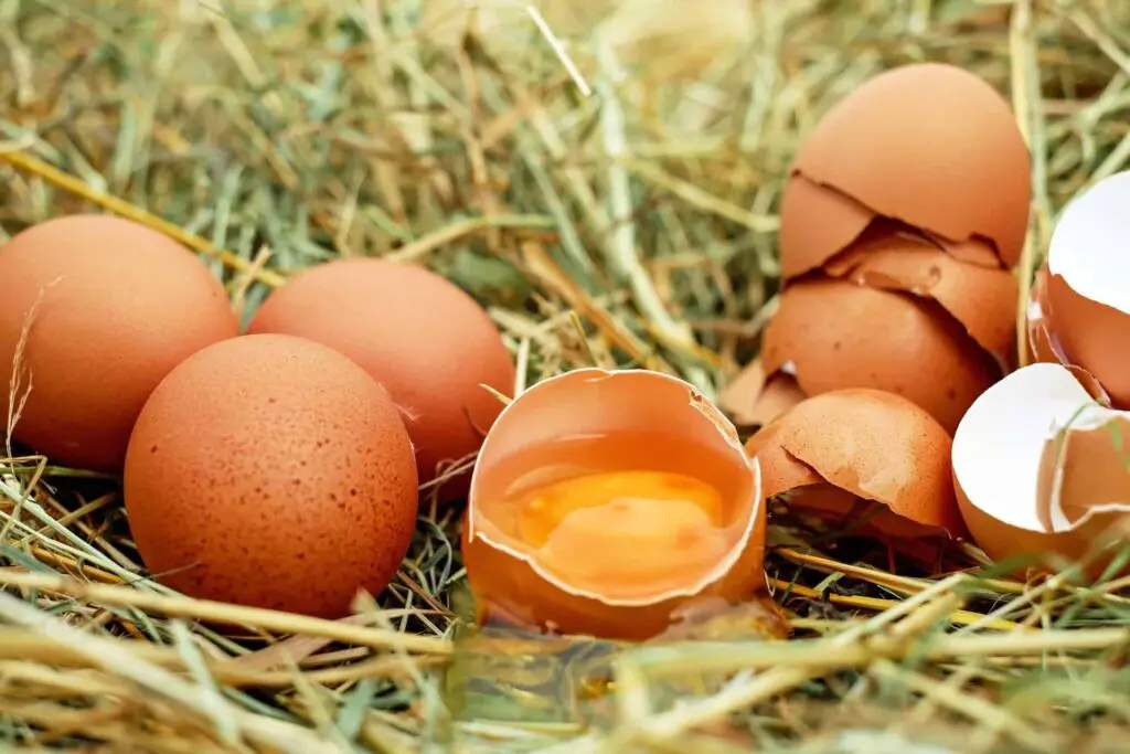 Do Chickens Eat Eggs? (or) Even, Will A Rooster Eat Eggs?