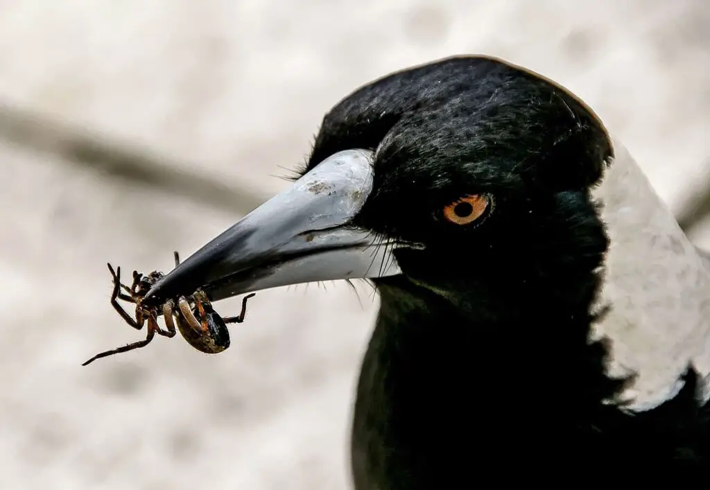do crows eat insects