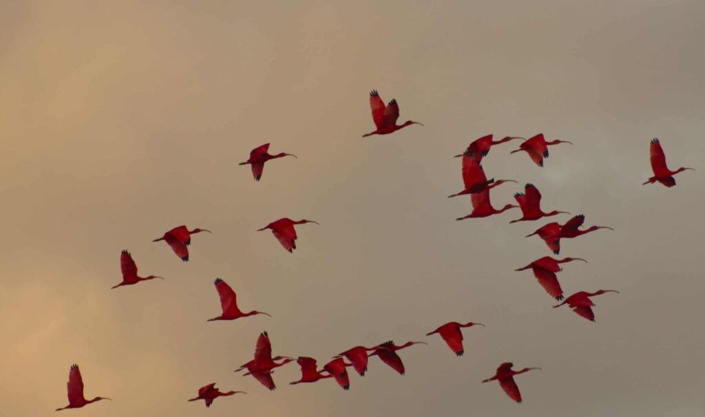 Do Flamingos Migrate? ( Facts About Their Migration And Habitat )