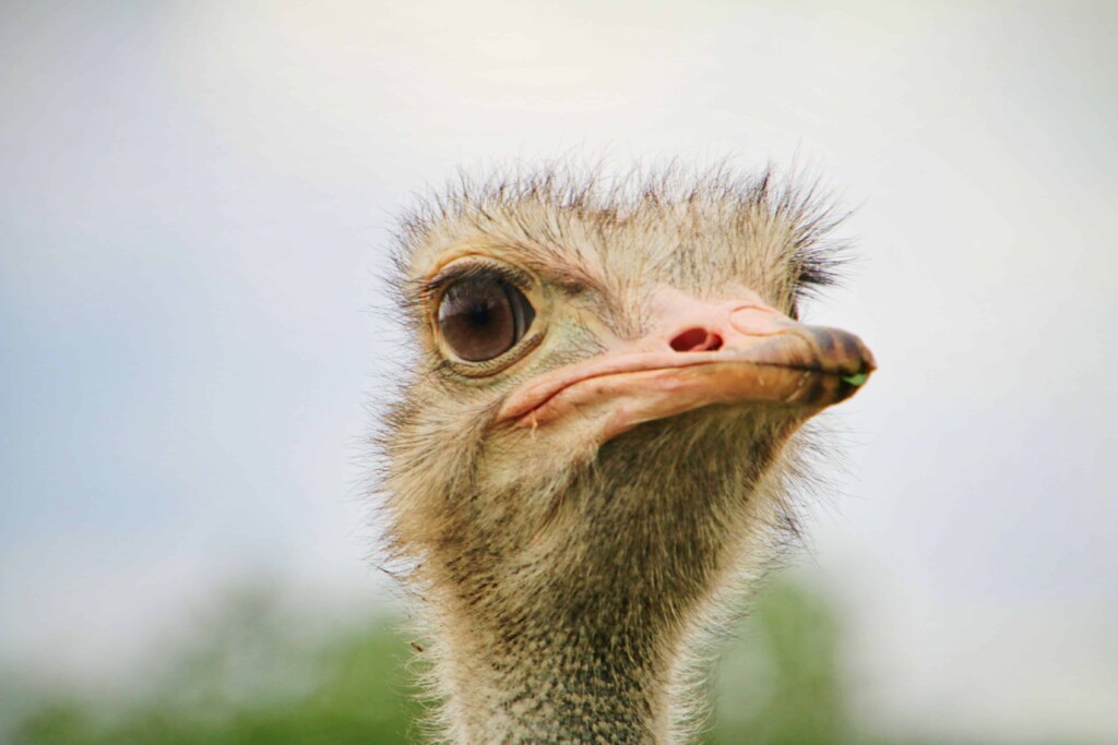 Do Ostrich Have Teeth? Can Ostriches Bite?