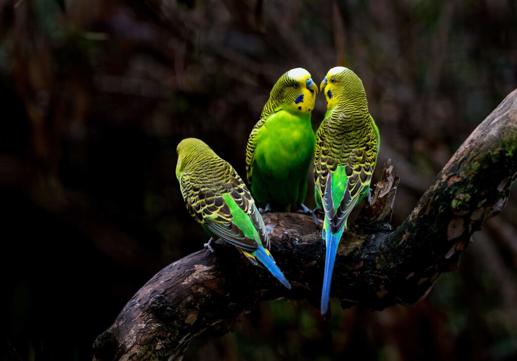 what do budgies eat in the wild