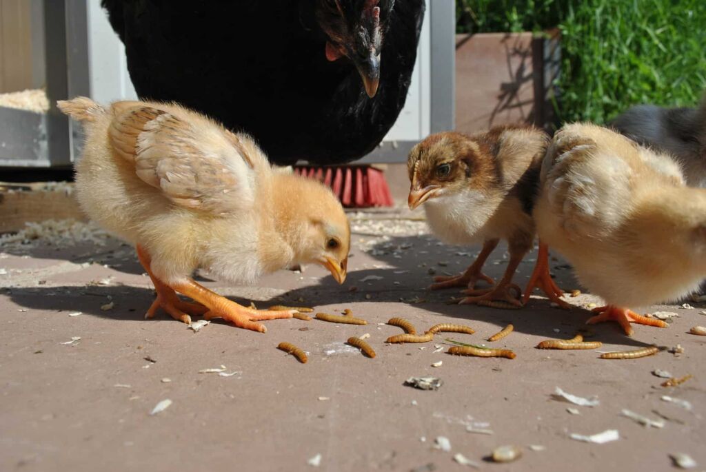Do Chickens Eat Worms? Is It OK To Feed Your Chickens With Worms?