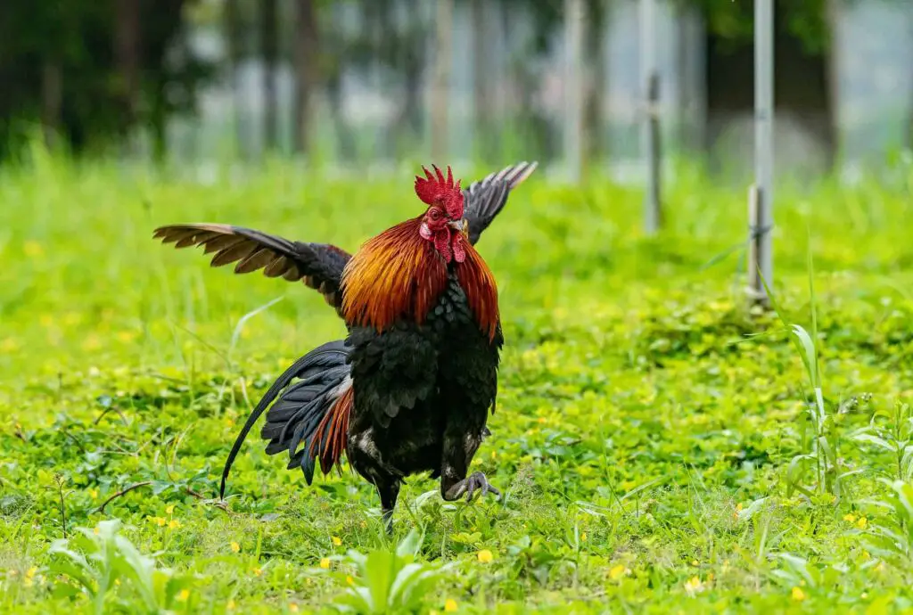 can chickens fly