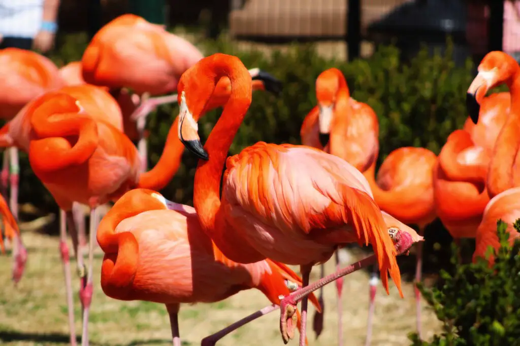how do flamingos sleep
