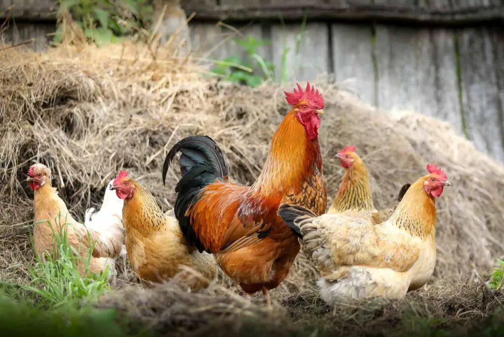 What to feed chickens raised for meat