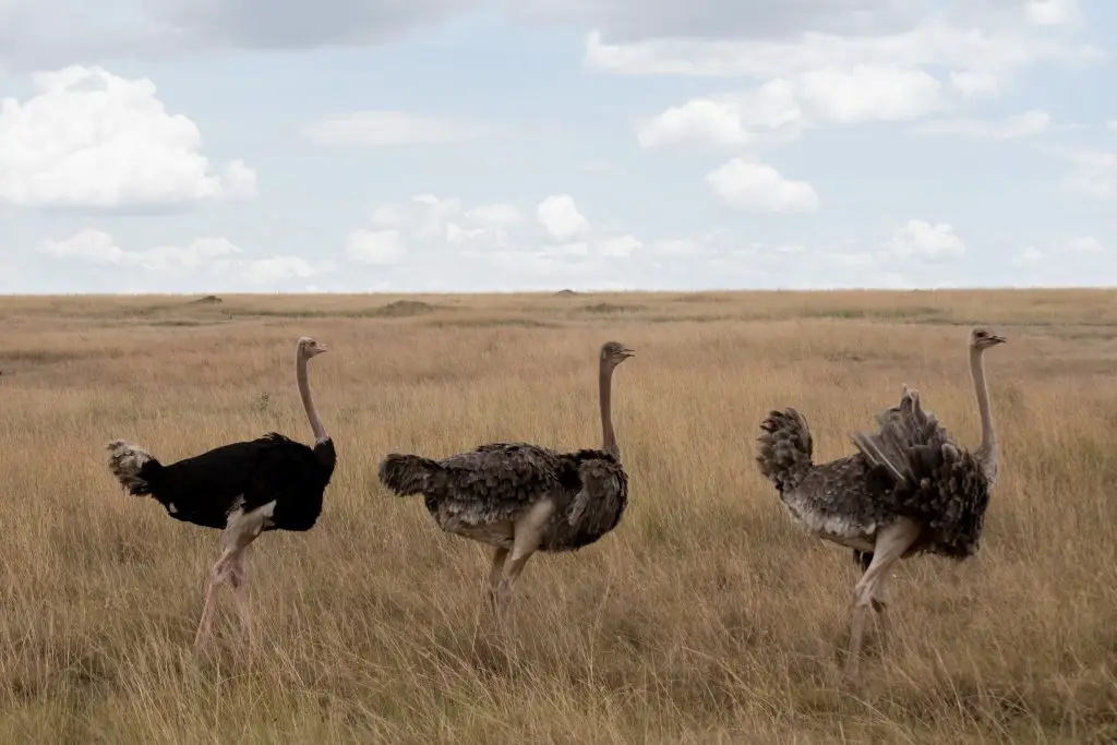 How big do ostriches get