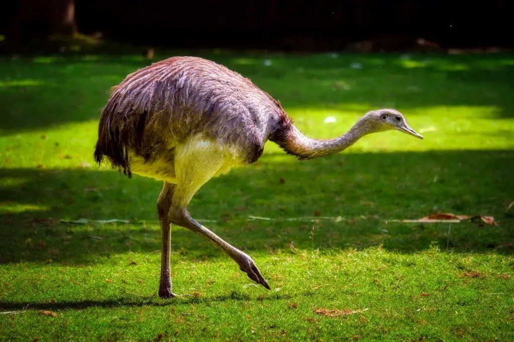 How long do ostriches live