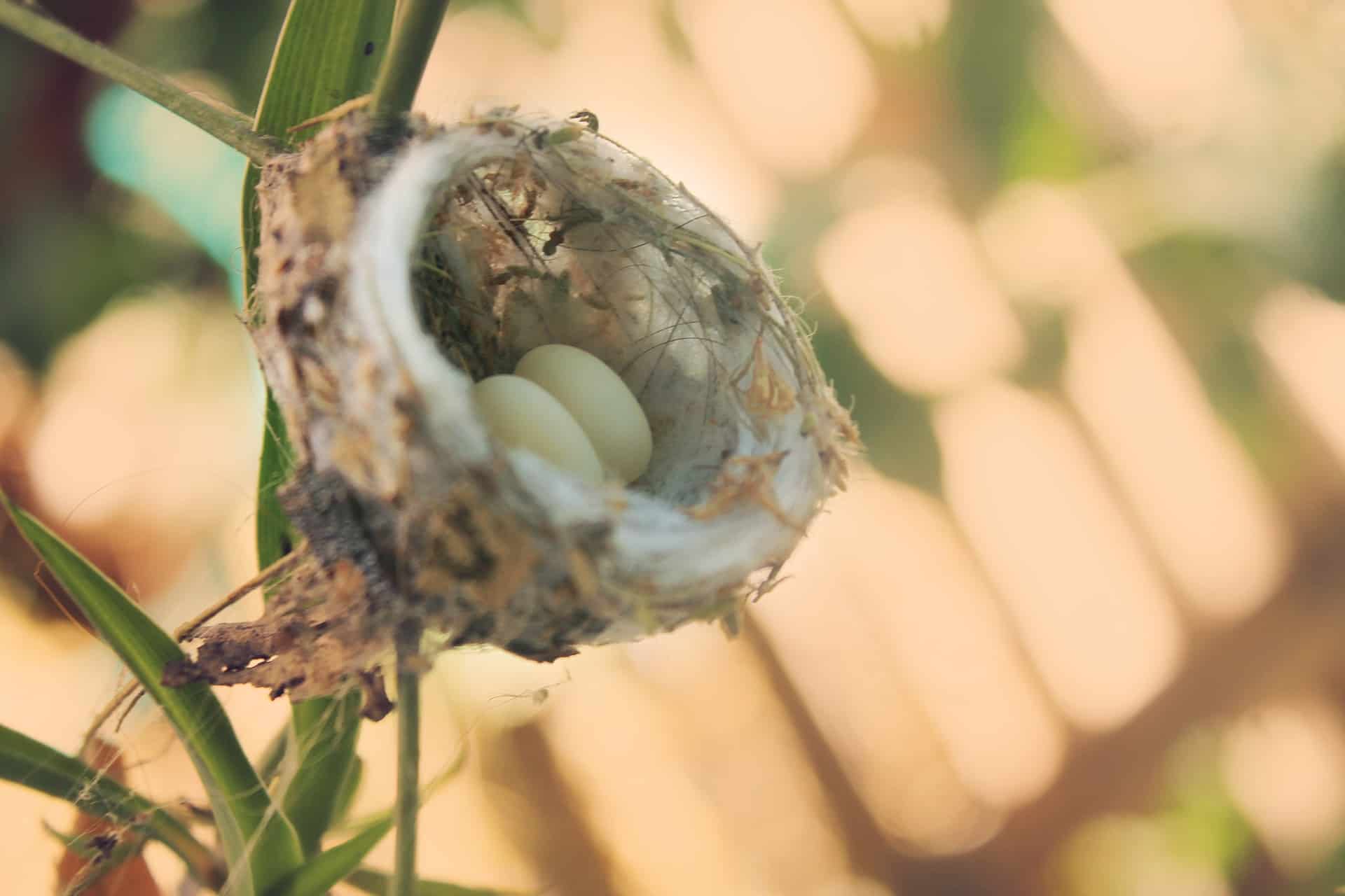 How Many Eggs Do Hummingbirds Lay? How Many And How Often
