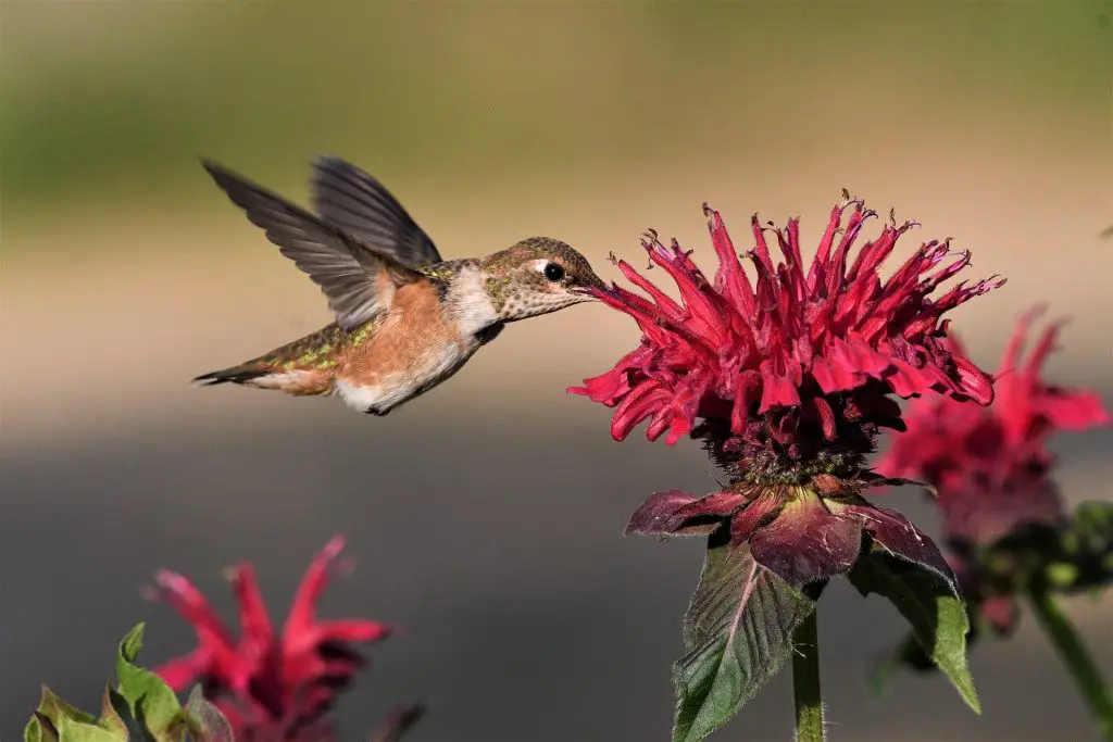 do hummingbirds pollinate