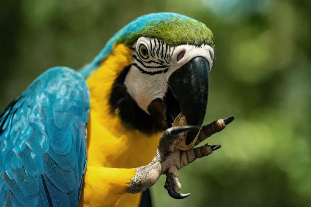 what time of day do birds Eat